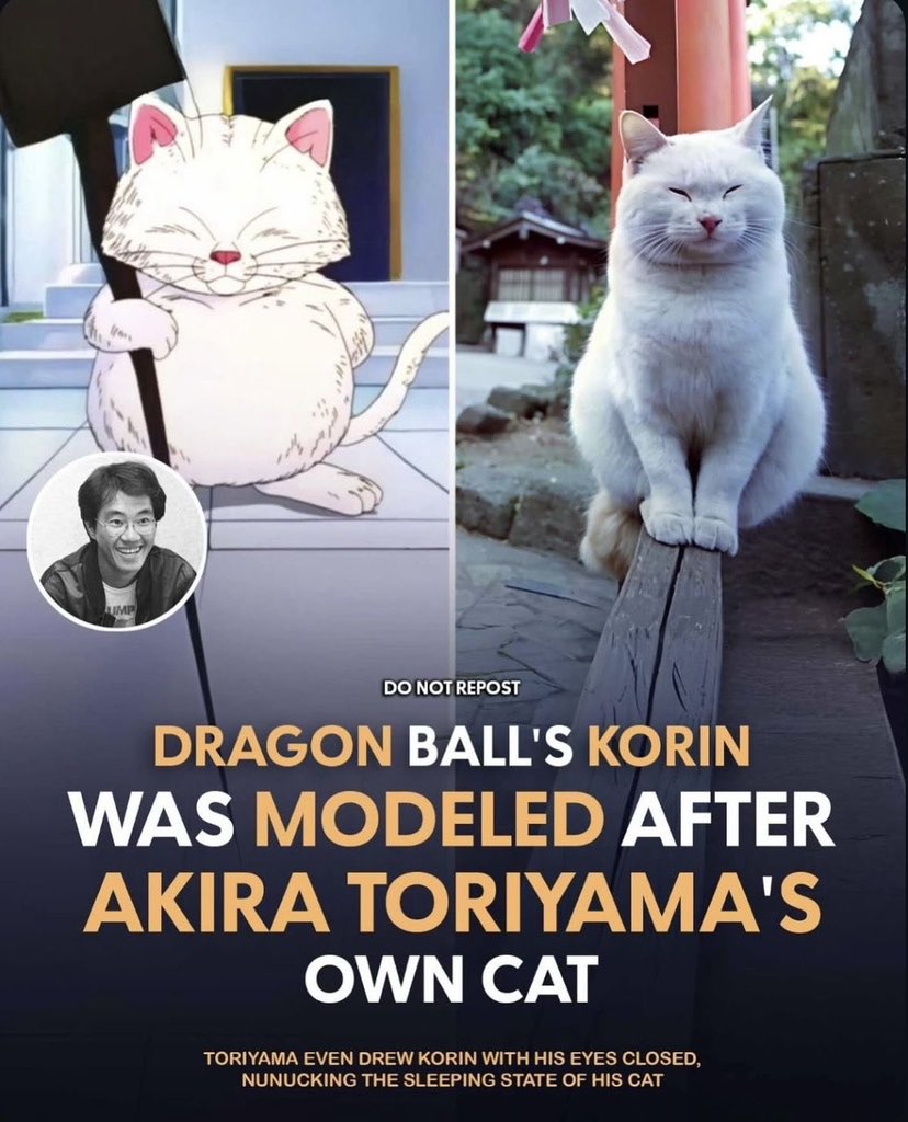 No Cats No Life tweet media