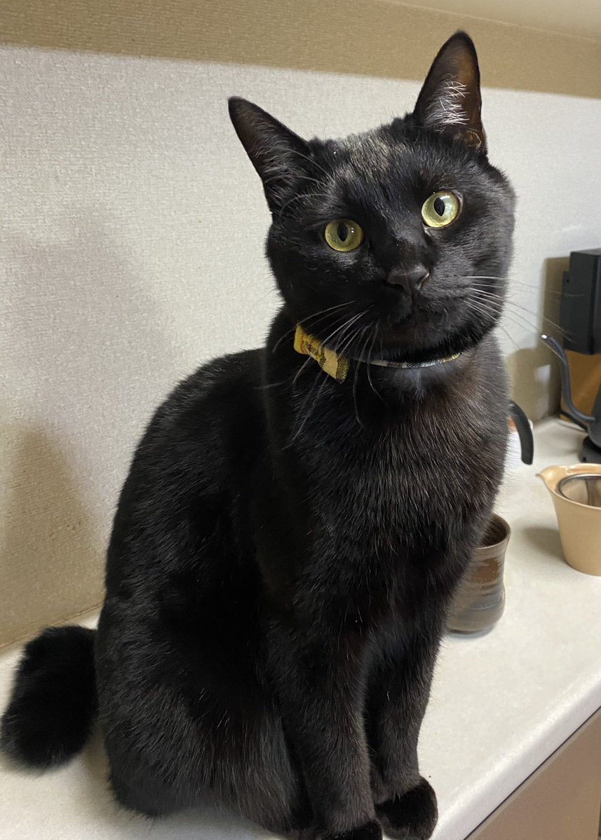 ✺うに✺ tweet media