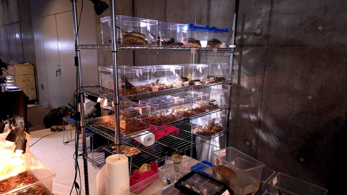 あまやどり tweet media