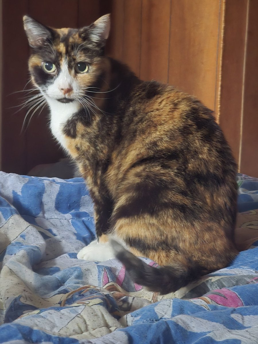 💭💖✨ tweet media