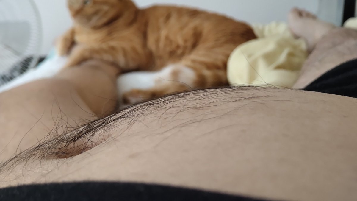 でかたぬ tweet media