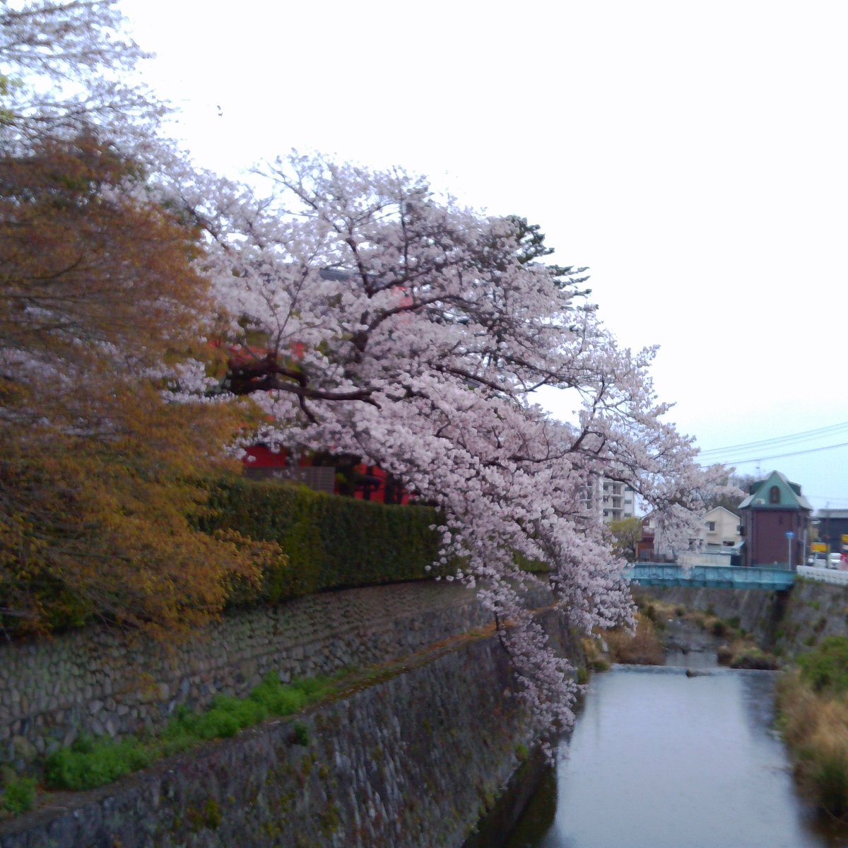 encorewat's tweet image. 箕面川の朝ははやい🌫️ スマホと #トイカメラ で桜を撮り比べ🌸 後者に風情が❣️🥹

Early morning at the Minoh River in Osaka.🌫️ Comparing cherry blossom photos taken with a smartphone and a #toycamera🌸 The latter has a more atmospheric feel❣️🥹

#渡辺邦孝 #KunitakaWatanabe #Chuzhao