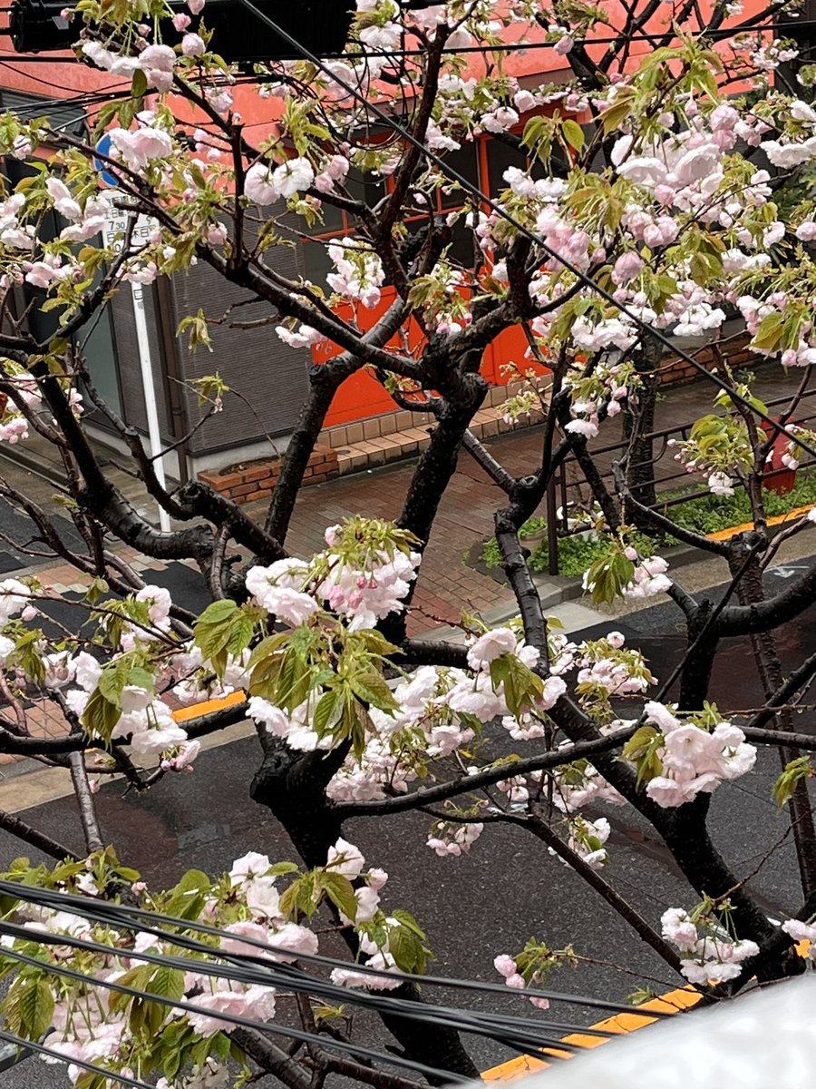 うまさんぽ展🐴 tweet media