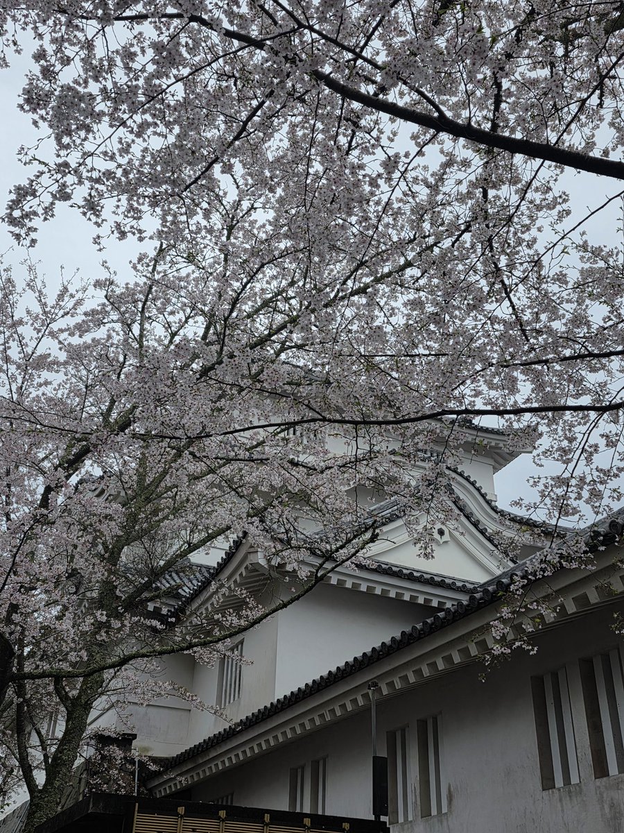 🏯🌸大多喜城
📍千葉県大多喜町
雨の中の桜と城👀📷✨
しっとりした空気がむしろ雰囲気あっていい😁
赤い橋と城の組み合わせが映える✨
ツーリングの予定が房総ドライブに…😏