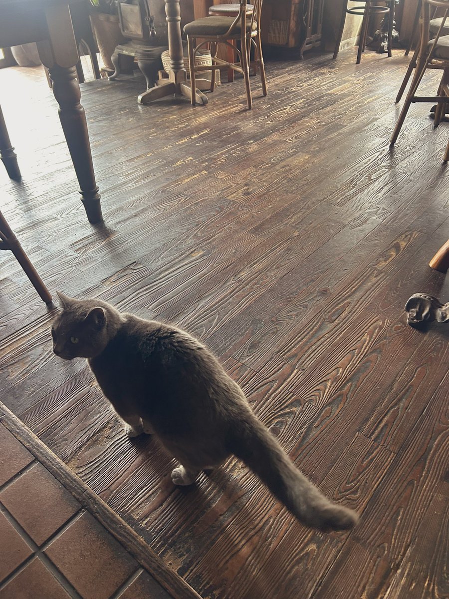 café pont chatポンシャ tweet media