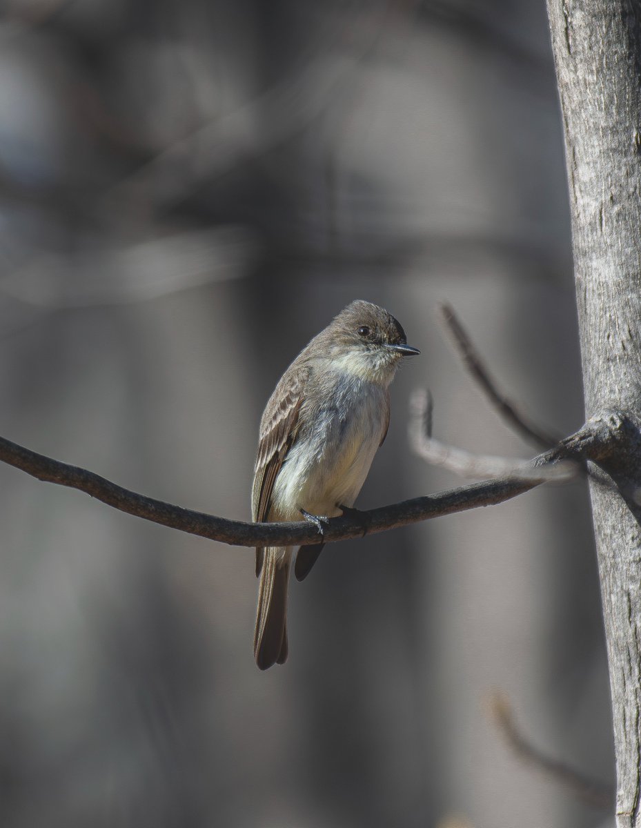 wilmur82's tweet photo. Palm warbler, Eastern Wood-Pewee, Golden-crowned kinglet, Belted kingfisher https://t.co/IqKWh7um17