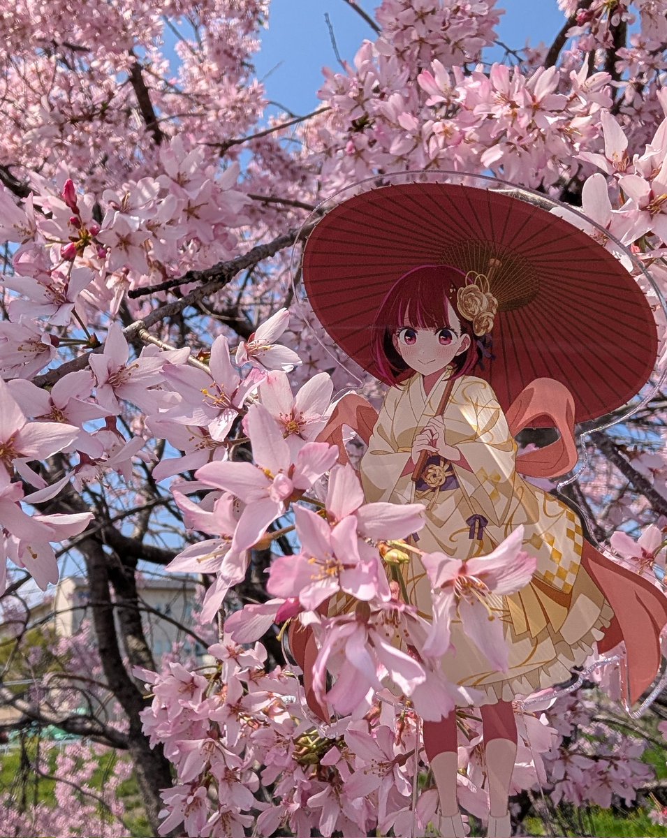 Aruto (あると)♂推しが引けない人 tweet media