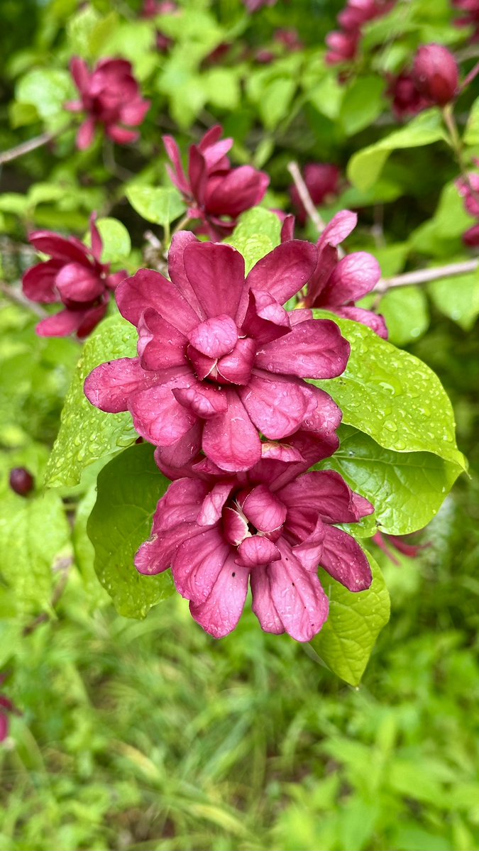 itsme_krrishm's tweet image. Pain teaches you more than pleasure. Failure teaches you more than success. Adversity teaches you more than comfort.

#HappySaturday
#KrrishClick