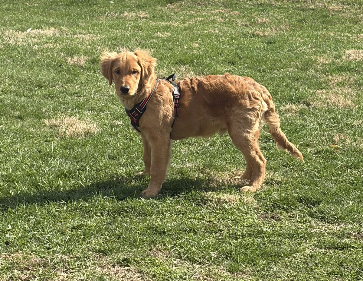 🕊💛IAM✨Light & Love Liz💛🕊 tweet media