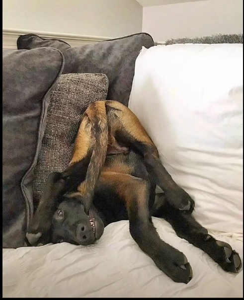 John Lee Pettimore tweet media