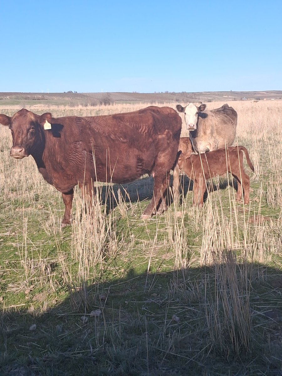 TheDailyCowman's tweet image. Hope #cattle X doesn't label me as a rainbow loving homosexual fake rancher while I enjoy life,count money and drink beer on a Friday afternoon while not hating on other sectors