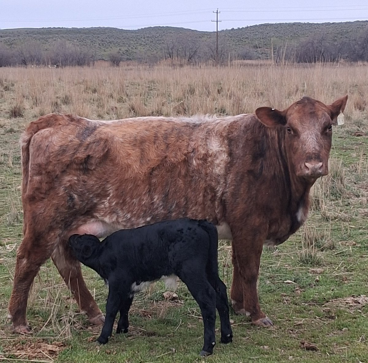 TheDailyCowman's tweet image. Hope #cattle X doesn't label me as a rainbow loving homosexual fake rancher while I enjoy life,count money and drink beer on a Friday afternoon while not hating on other sectors