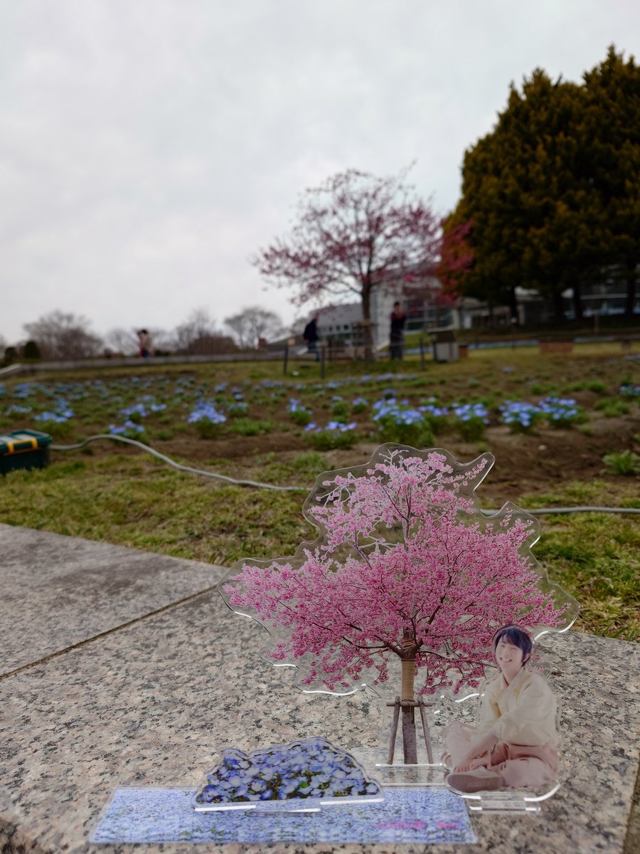 七北田公園 #陽光桜 #陽光アクスタ #羽生結弦 ゆづ桜🌸 4/4 10:00頃