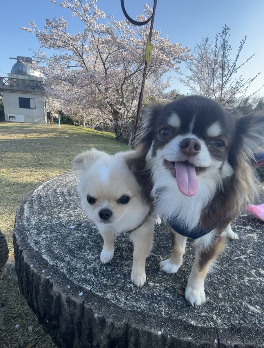 hirokichi_r's tweet photo. ちゃちゃまるだよ🐶
ここまる連れて
お花見だよ✨
#桜 #花見 #チワワ https://t.co/MpTAtLRpRP