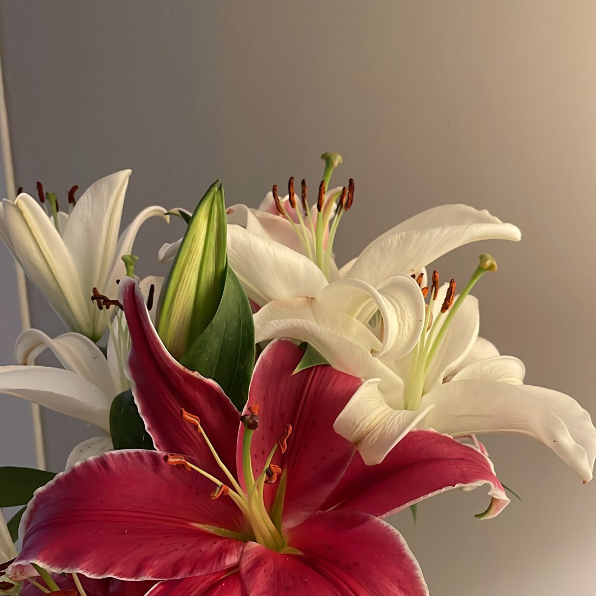 مُبهَم tweet media