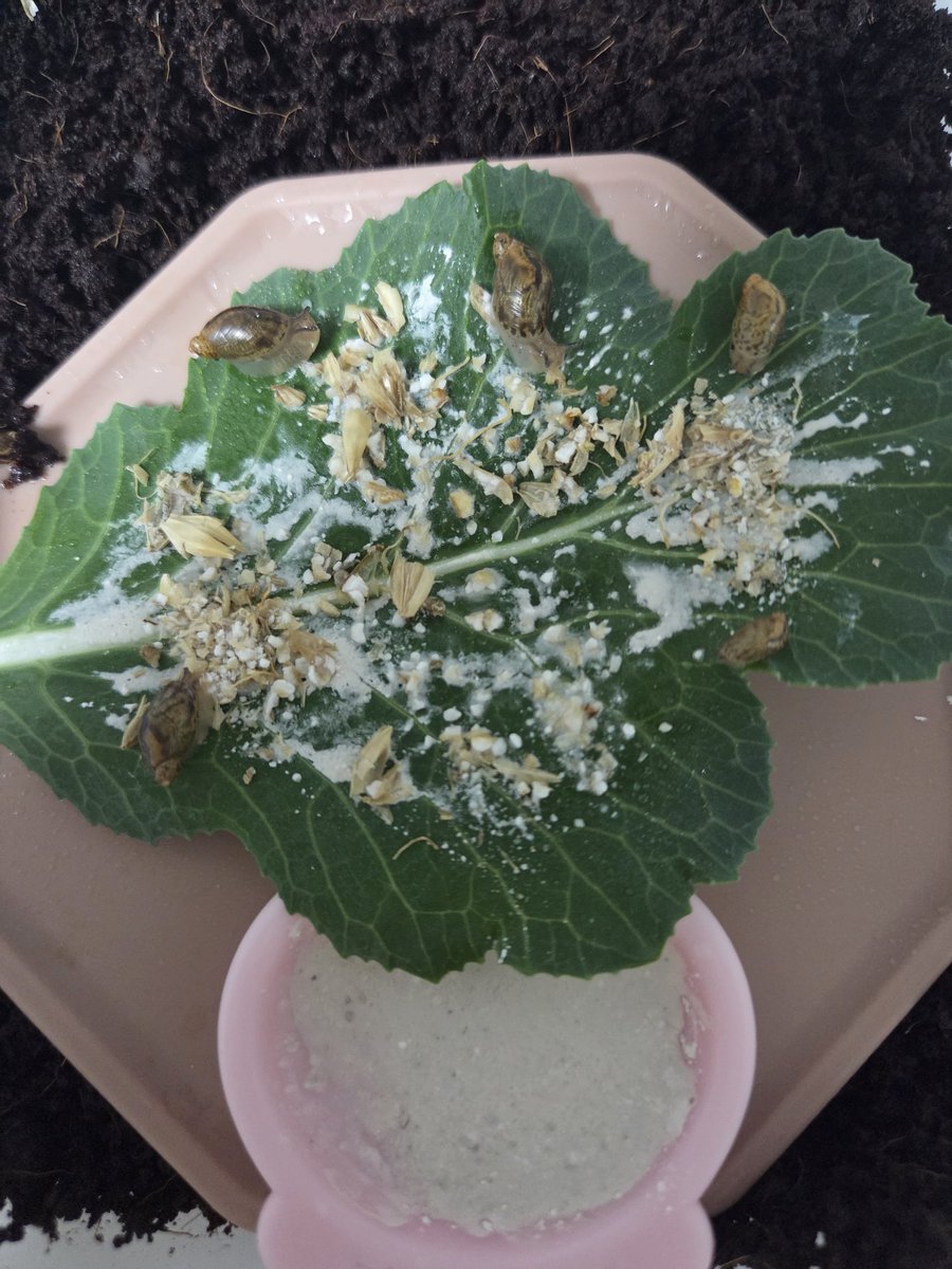 양깅 달팽이 계정 tweet media