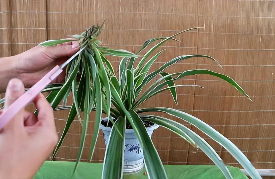 Davinzon17's tweet photo. " Pothos care 101: Bright indirect light + let soil dry between waterings. Thrives in any corner—perfect for new plant parents! " https://t.co/Rpyv8Gwq1P