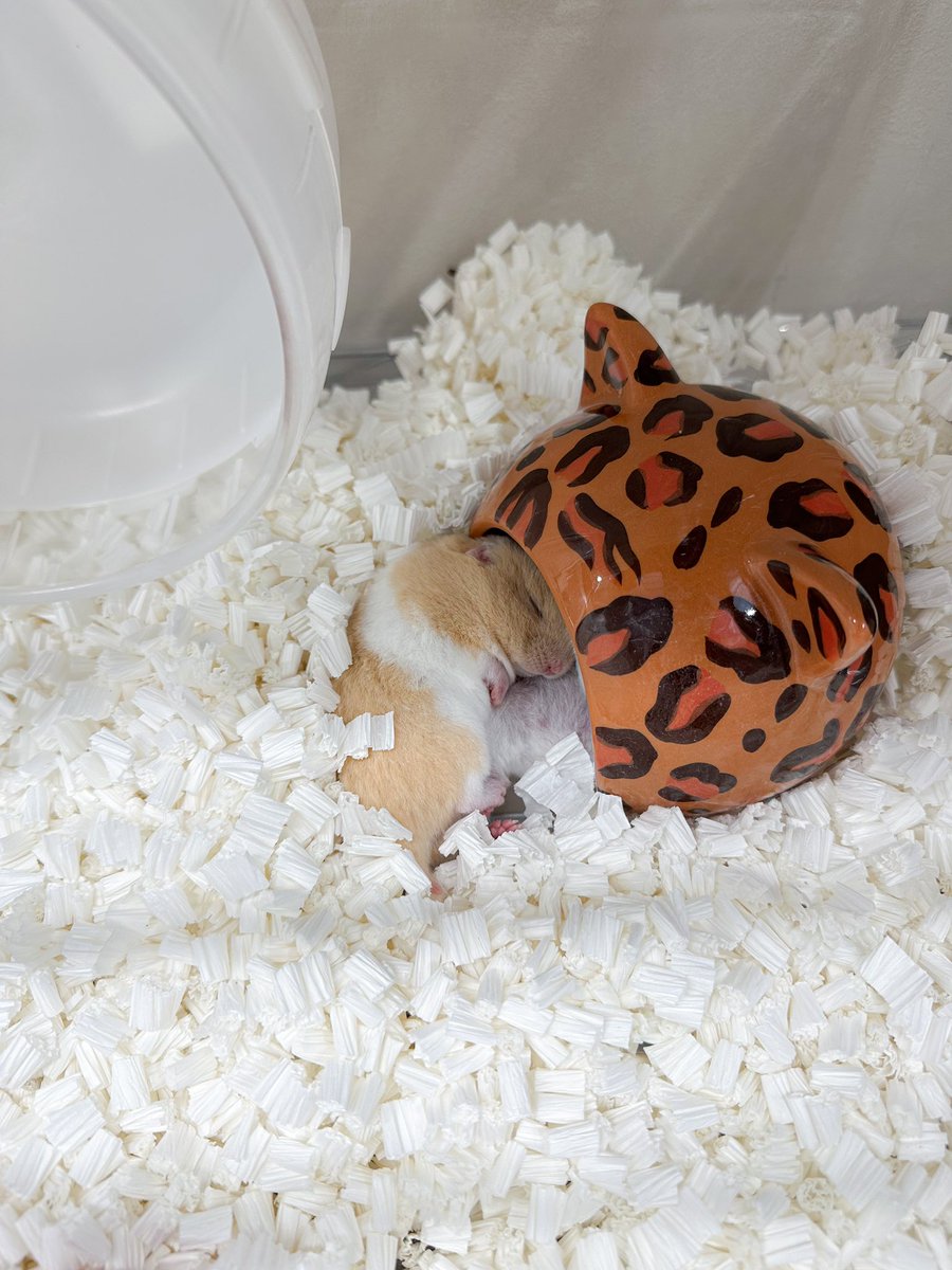 ham__village's tweet image. 新入りハムちゃん、スヤスヤお昼寝中💤3人いるのでハウスも満杯です🏠
#ハムスター #hamster #ハムスターカフェ #ハムスターのいる暮らし #ハムスターのいる生活