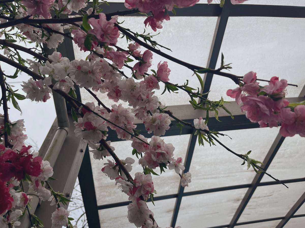 💉×11 メメント森(γ線照射済) tweet media