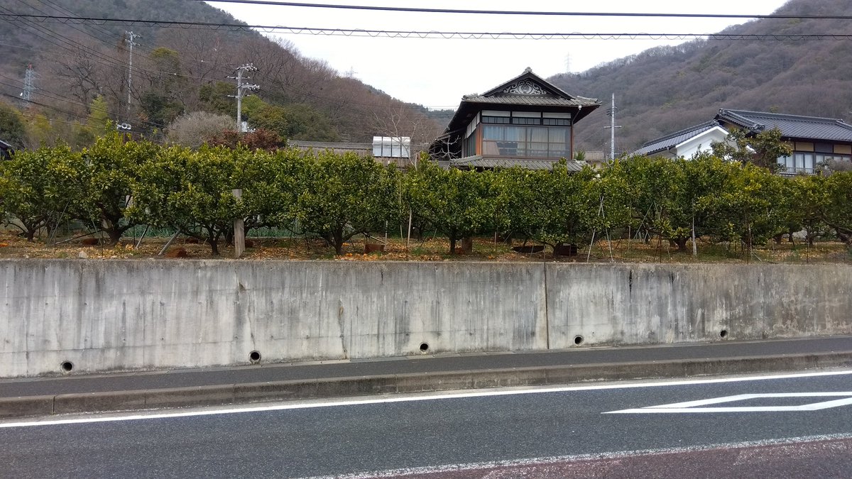 先月。柑橘畑で実が落ちている風景。
近所のリンゴ畑も実が落ちている時期がある。