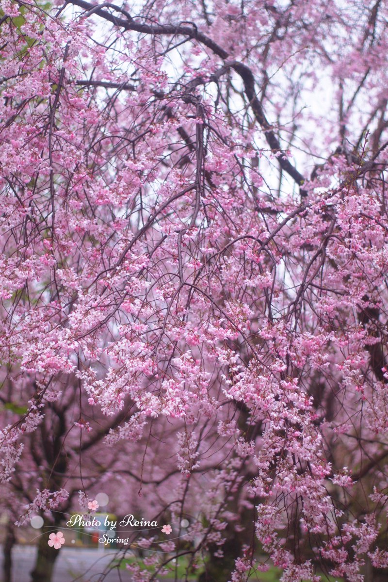 れいなちゃん🐱3rd🌸🌹 tweet media