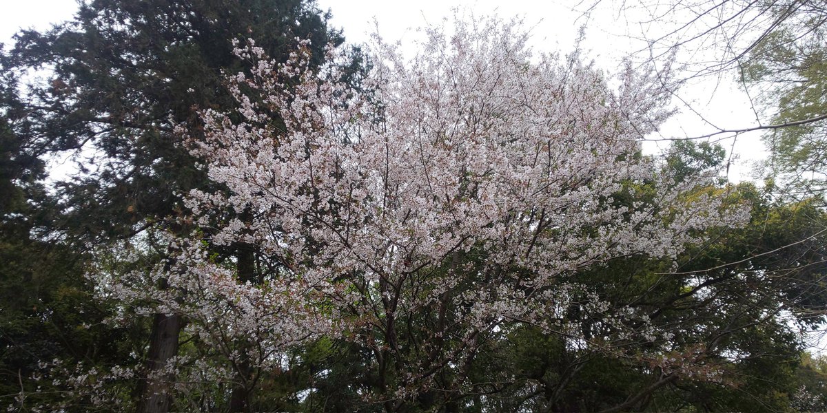 ネギコウ tweet media