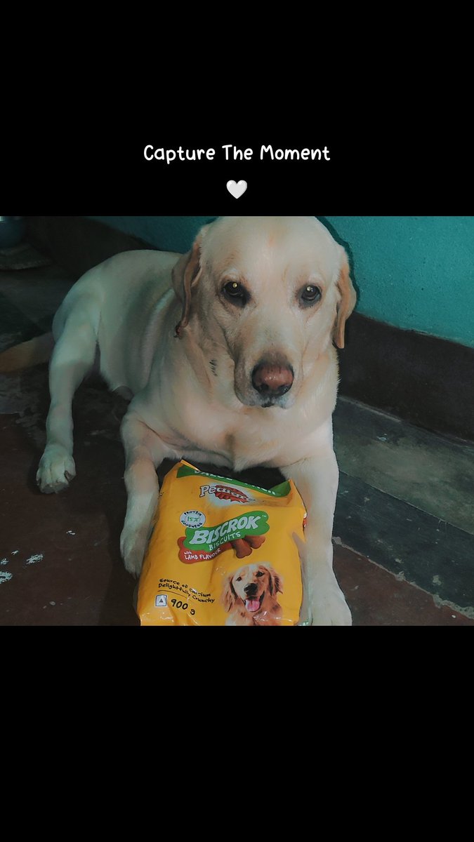 Knox_wave's tweet photo. My leo favourite biskut @PedigreeUS @PedigreeBR @pedigree https://t.co/tUMesZNMh2