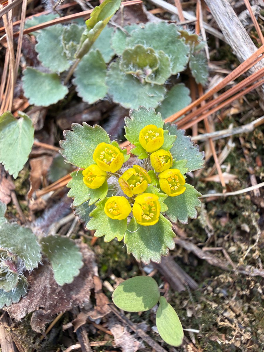 이소영 tweet media