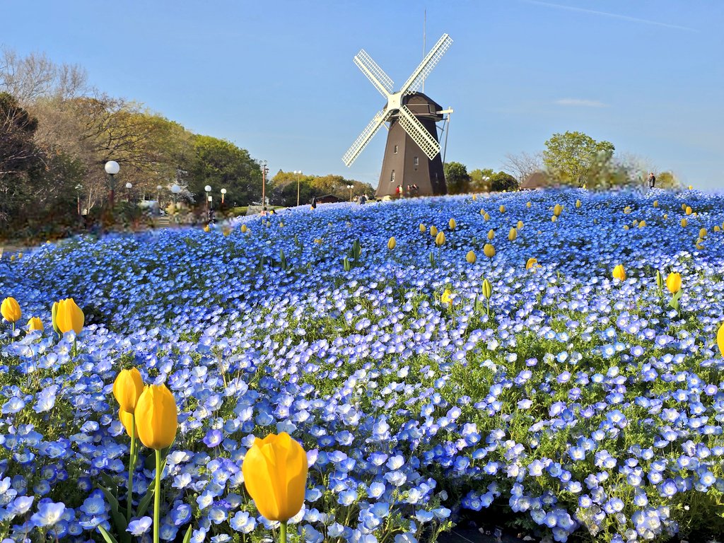 エメロン🐢🐈‍⬛ ͗🐌🦭(⚯̫ ﾐэ)Э🚪🌙🔎💐 tweet media