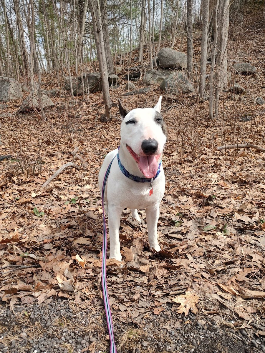 Spike The Rescue Pup & Rex The TV Terrier ®🌈🐾 tweet media