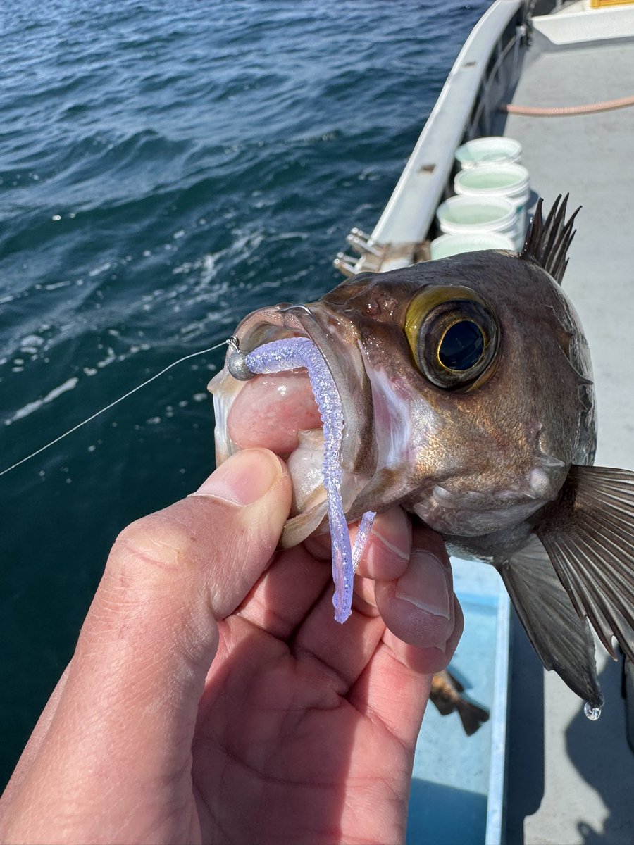 🐟️フィッシングガイド勝栄丸🎣🚢 tweet media