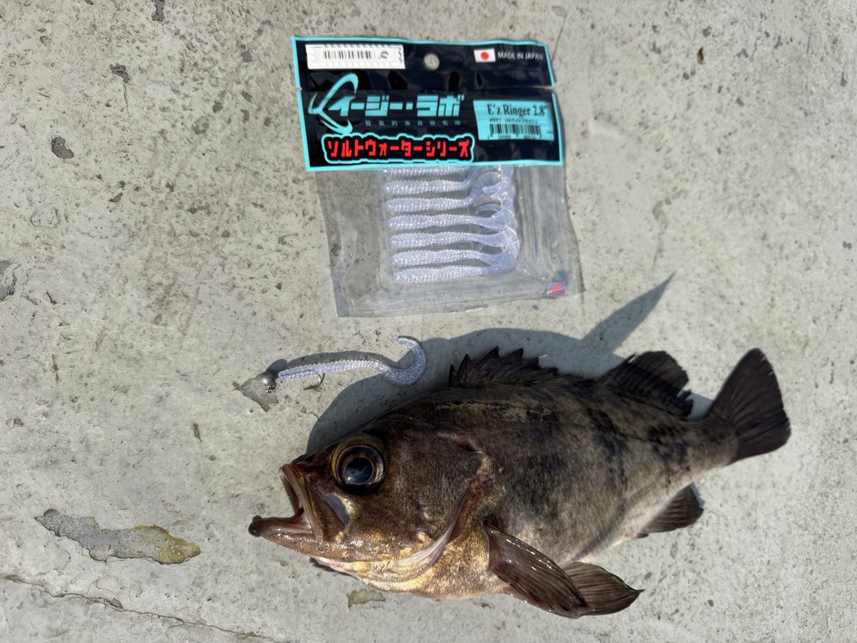 🐟️フィッシングガイド勝栄丸🎣🚢 tweet media