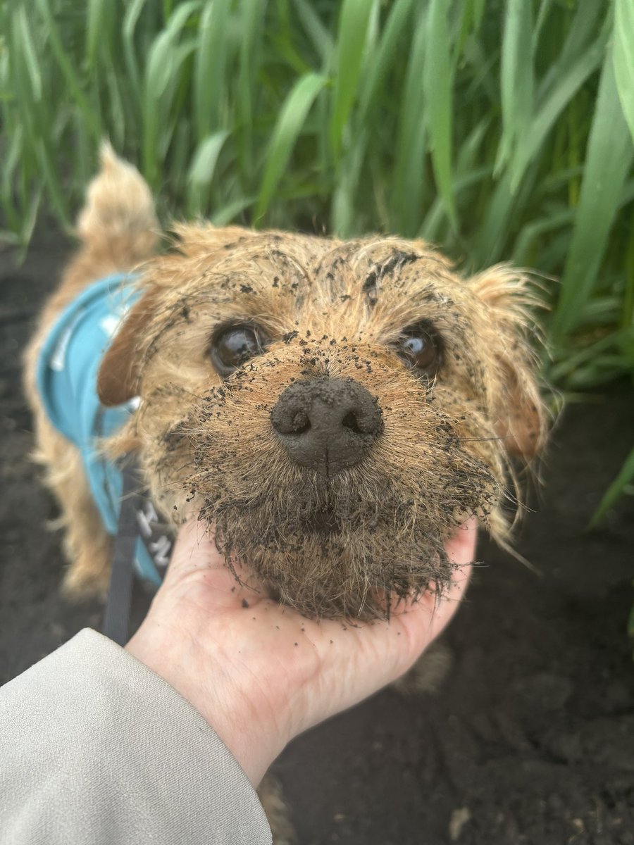 甘々太郎 tweet media