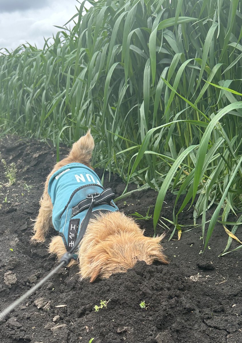 甘々太郎 tweet media