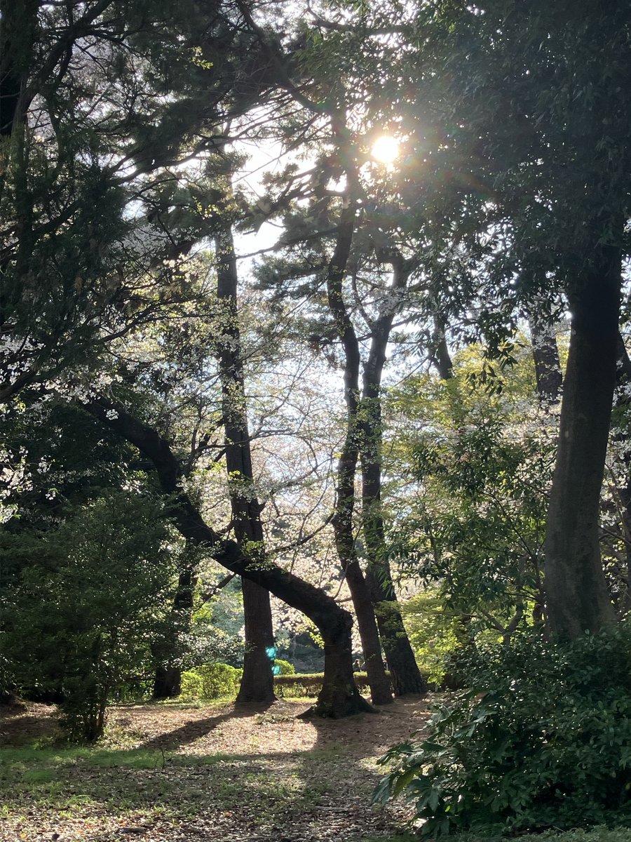 key0987g's tweet photo. 雨風がつよいから、今年は桜の写真を撮らずに終わるかなーと思ってたけど。無理して、新宿御苑まで行って良かった🌸
午後4時くらいに撤収したけど、これから入場の人も沢山いたなぁ。 https://t.co/JDgfhyrMhc