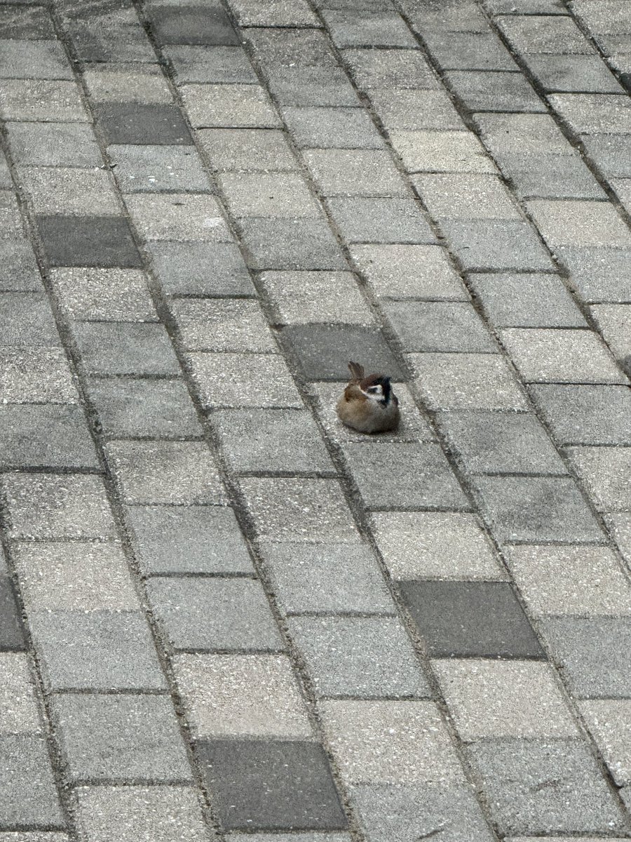 TuoTuo托托 tweet media