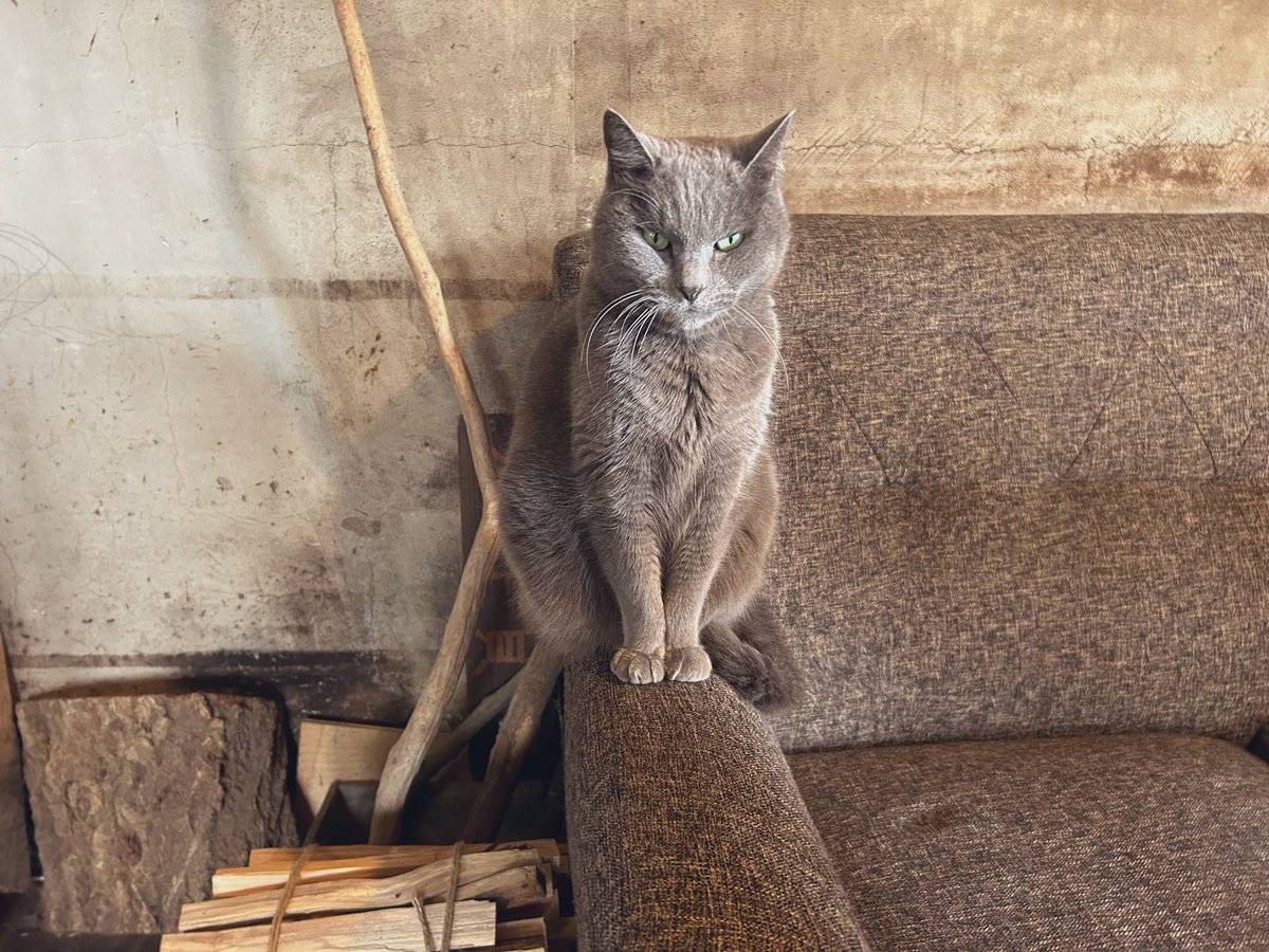 café pont chatポンシャ tweet media