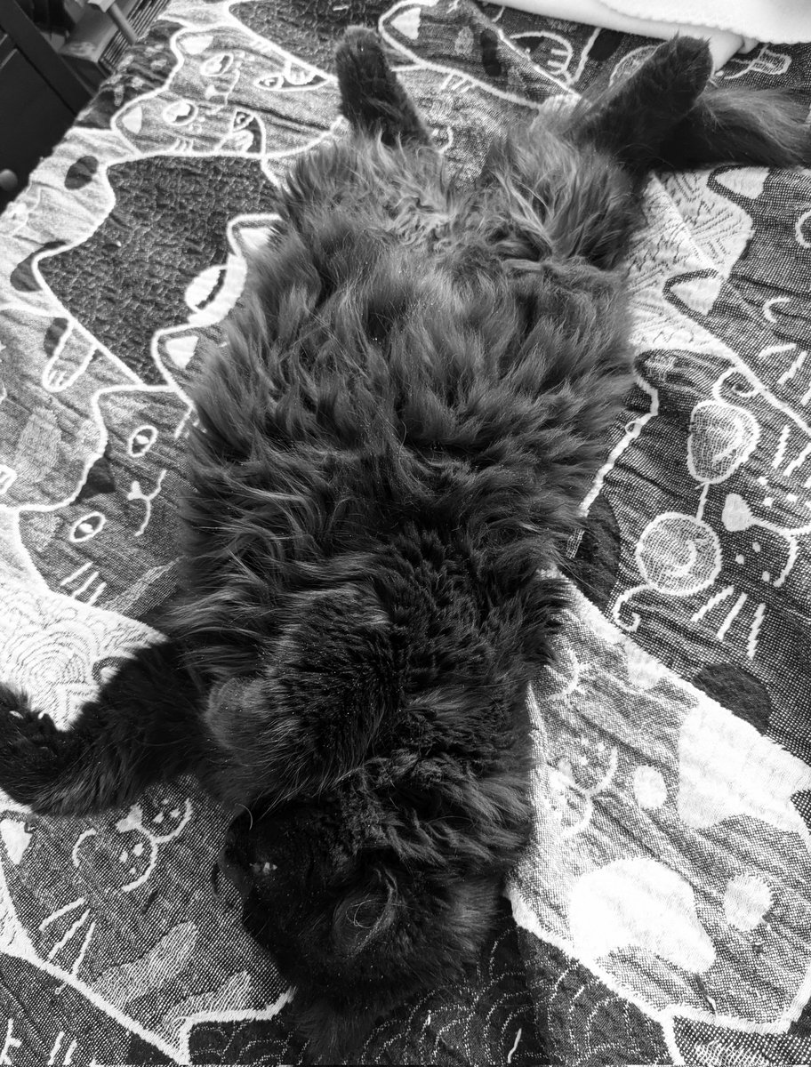 Jackson The Cat tweet media