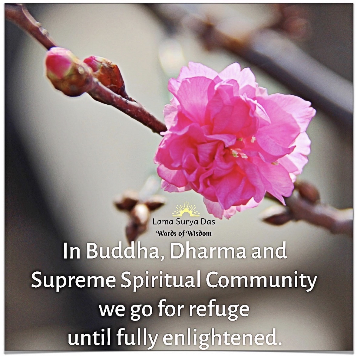 LamaSuryaDas's tweet image. We pause for #Refuge

#LamaSuryaDas #Buddha #Dharma #Sangha #ThreeJewels #AwakeningtheBuddhaWithin