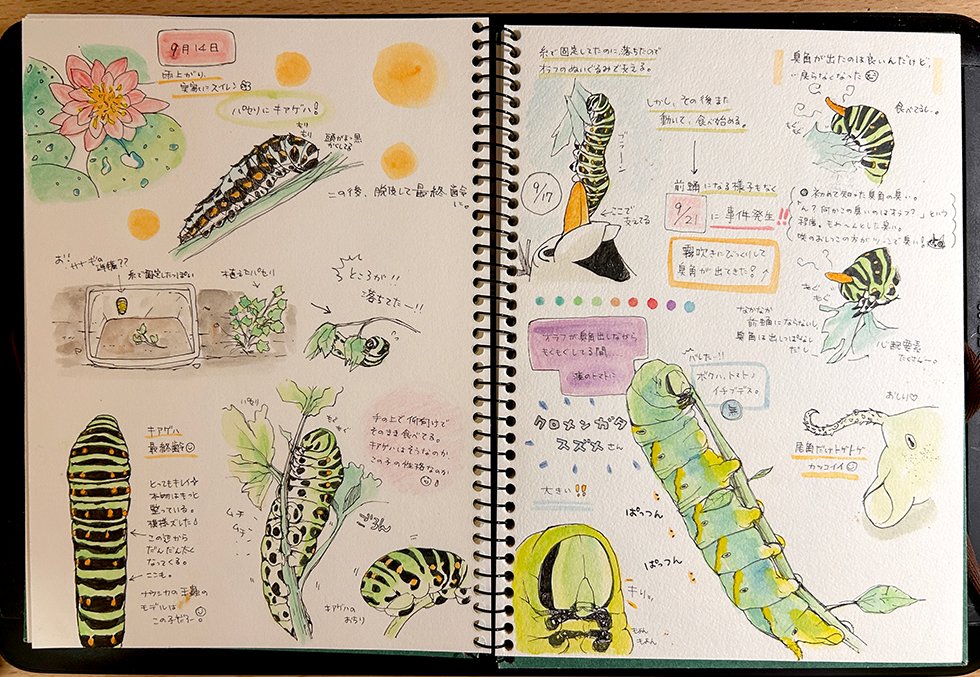 日向あい🐛虫垢🦋LINE絵文字発売中🦋🍀 tweet media