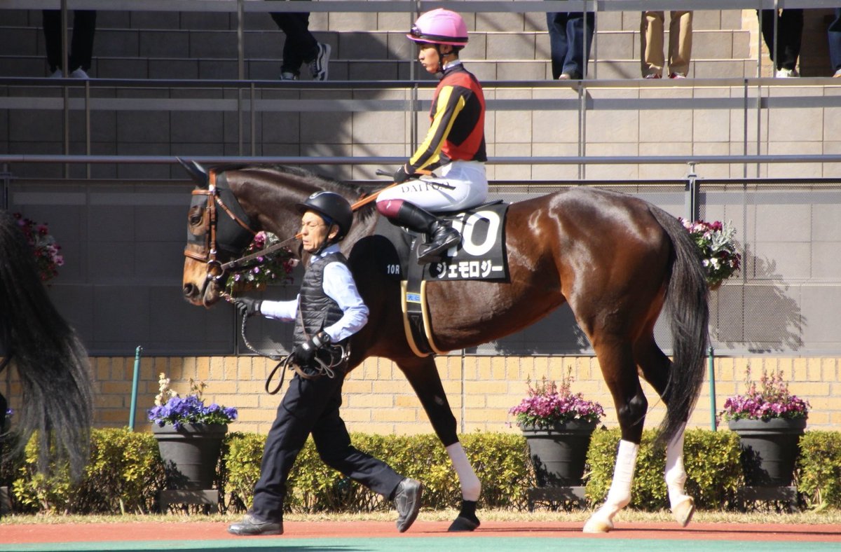 boo583's tweet photo. 仕事でバタバタし体調不良もあってなかなか触れれませんでしたが、最後まで走りきってくれました😊
本当に無事これ名馬‼️
ありがとうね☺️
ジェモロジー😭 https://t.co/mK3JQTeh8P