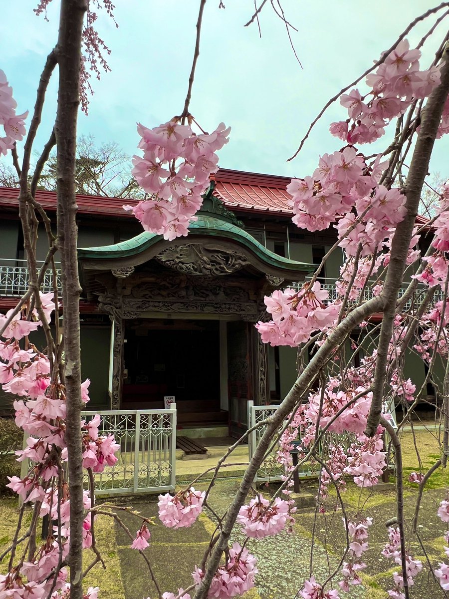 janohana3013's tweet photo. 【本日の開花状況　26.04.04】

御殿ザクラ　　見頃
ソメイヨシノ　三分咲き

さくら祭り開催中

#開花状況
#桜
#さくら祭り
#蛇の鼻
#本宮
#空ネット
#シェア天 https://t.co/bfgUtTeWyh