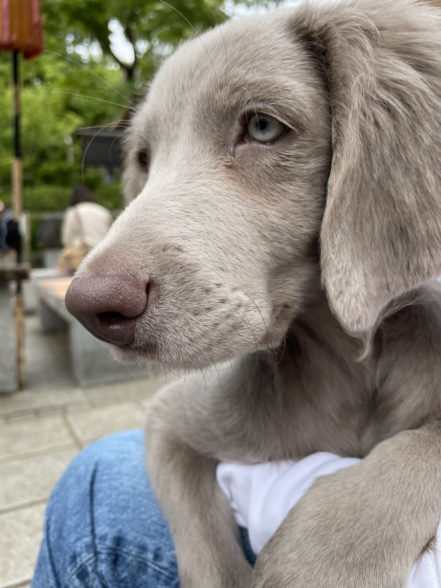 くえもん/Zaya tweet media