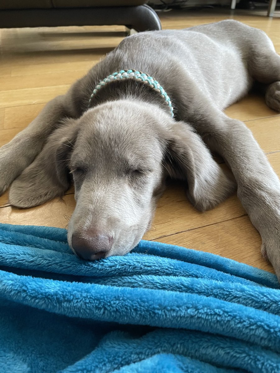 くえもん/Zaya tweet media