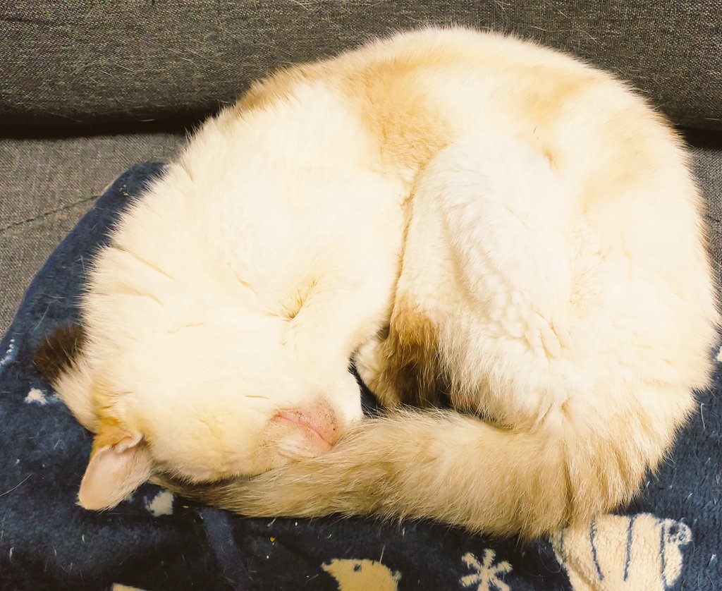 フセサク@ネコ型VTuber🐱 tweet media