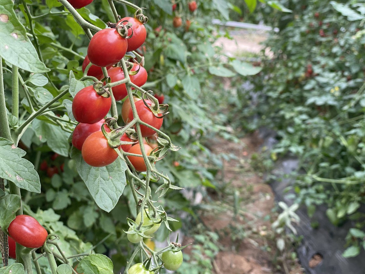 Annette Pote tweet media