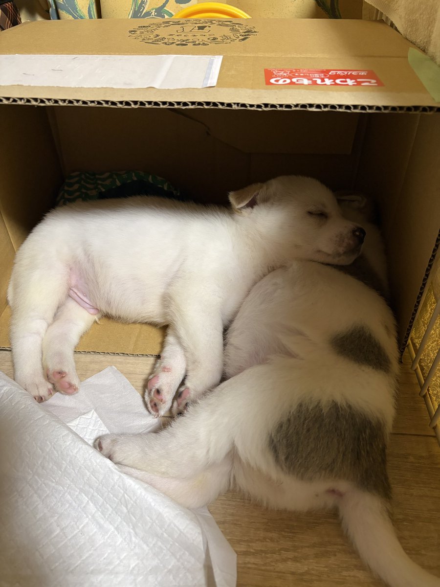 とも君ののんびりリハビリ生活 tweet media