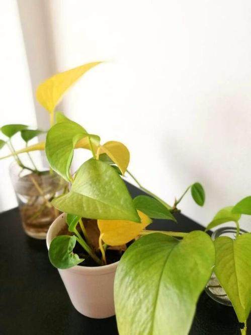 tomdebont tweet media