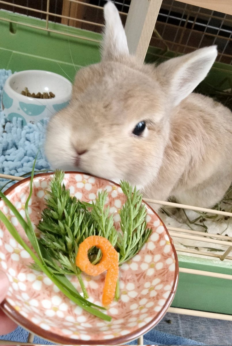 trr(とろ) tweet media