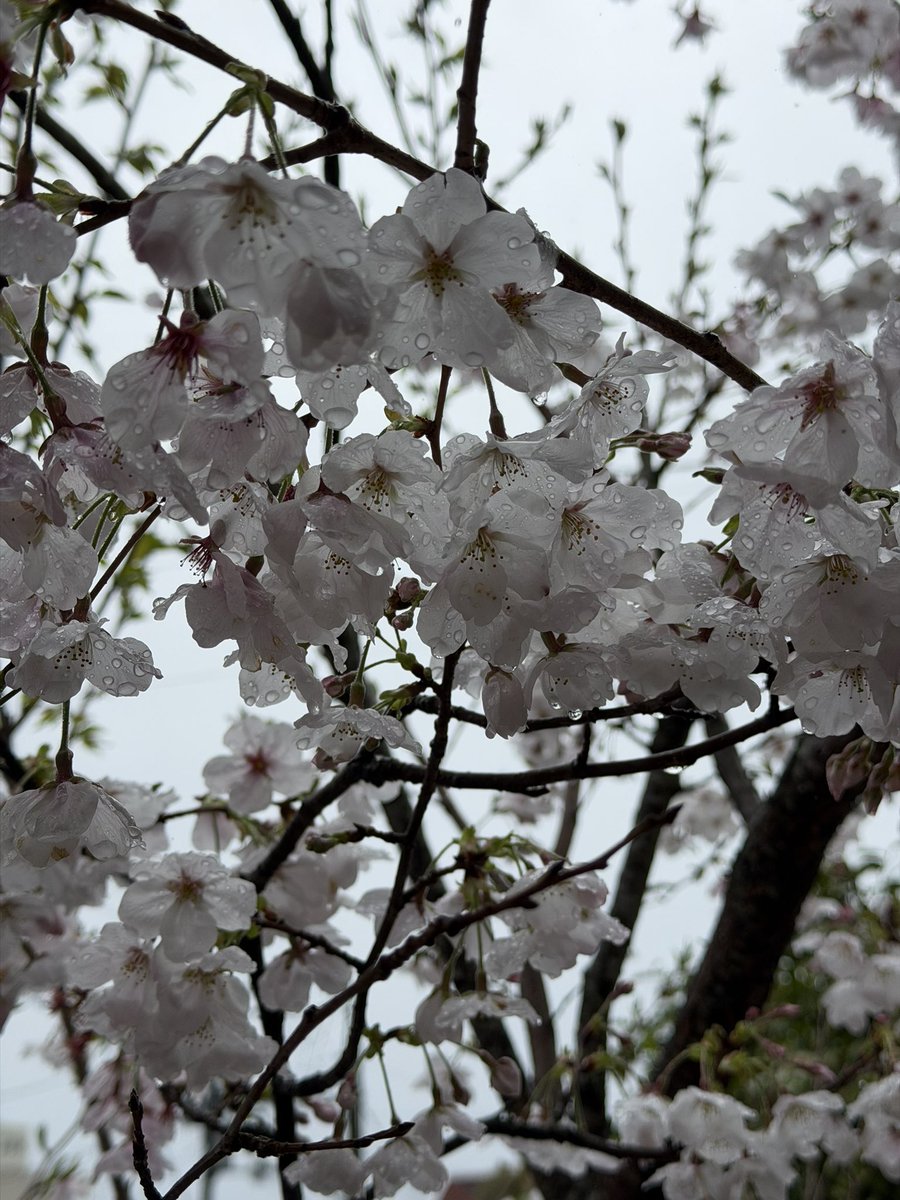 あっちゅあちゅ tweet media